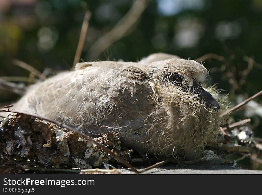 Close photo of birds nest