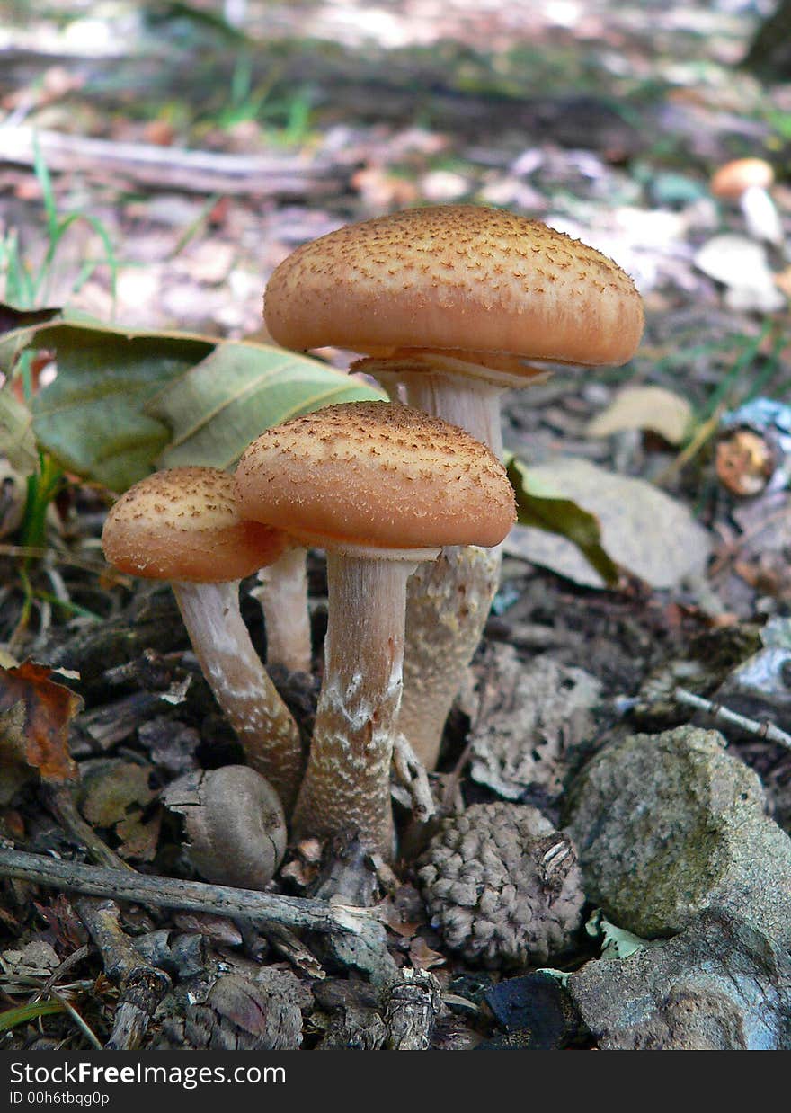 Close-up of the mushrooms armillaria (Armillariella mellea). Russian Far East Primorye.