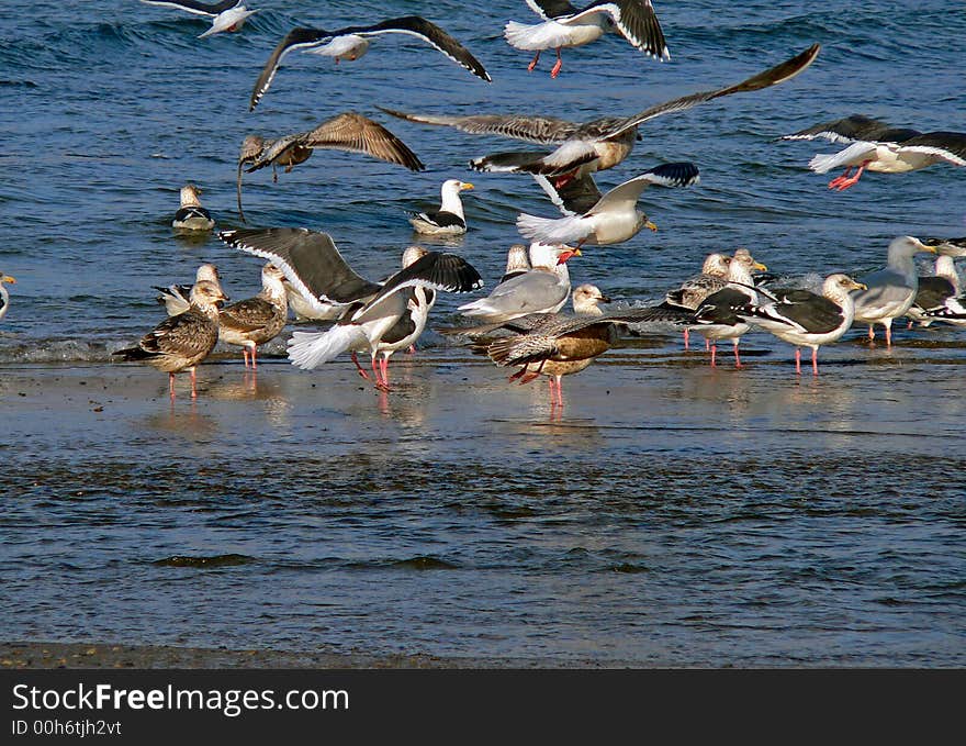 Flock of the slaty-backed gulls are by edge of surf. The gulls fly and stand and float. Russian Far East, Primorye, Japanese sea.