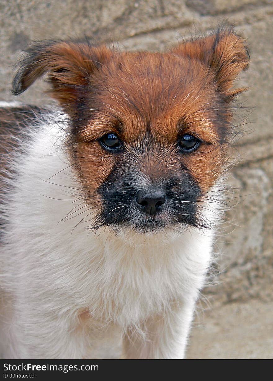 A close up of a white puppy with brown head and black snout. The attentive and distrustful look of bright black eyes.