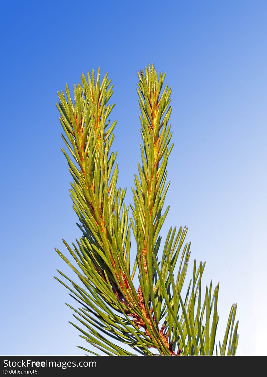 A branch of a pinetree. A branch of a pinetree