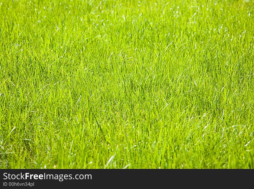 Grass background. Meadowin the forest near Novosibirsk