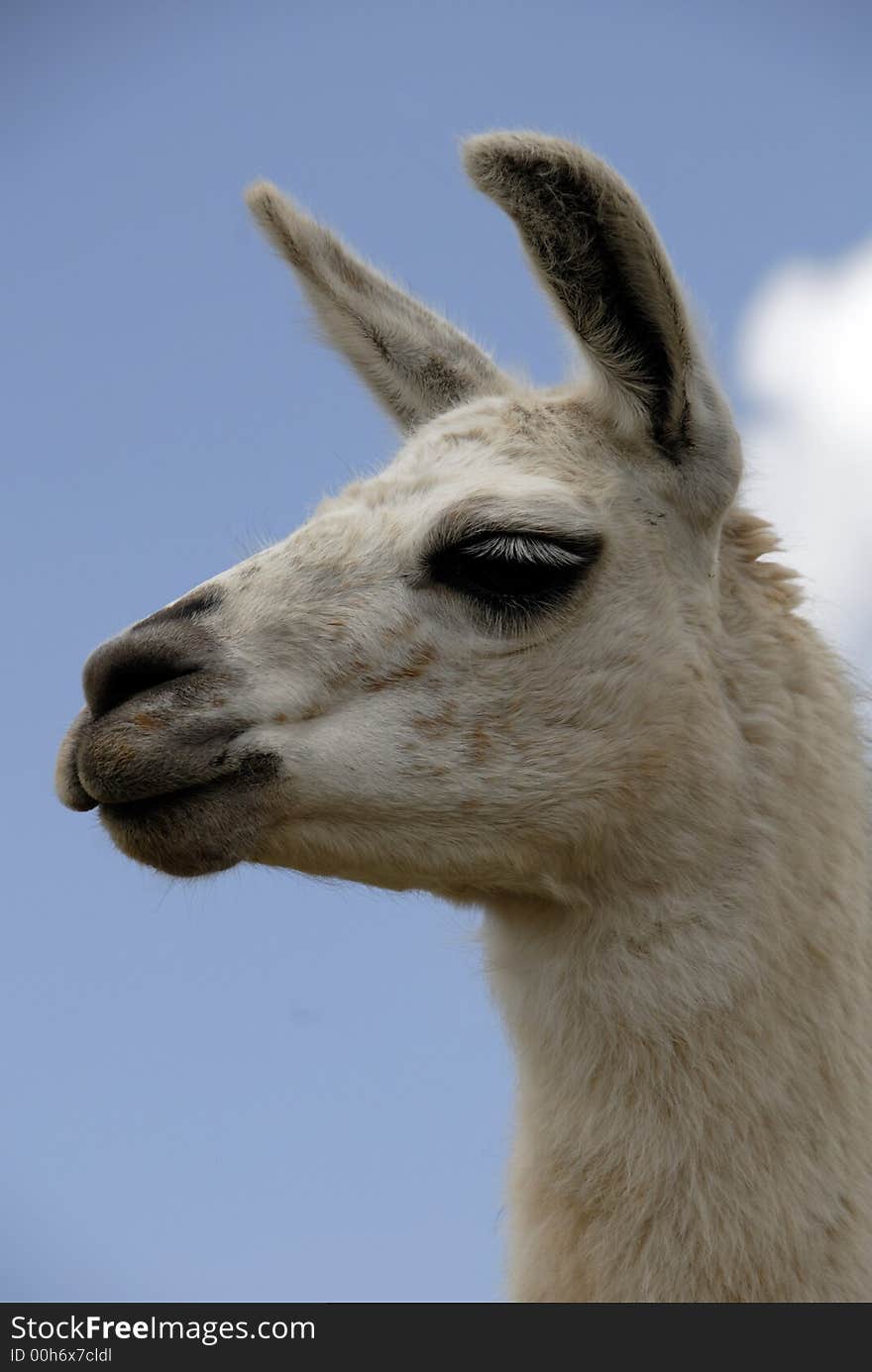 Peruvian Llama