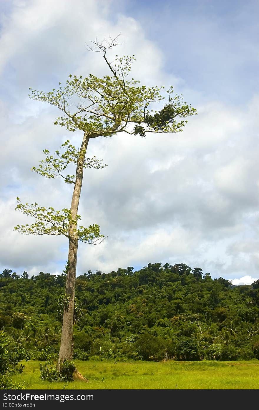 One of the remaining trees left from logging in the lowland of Palanan, Isabela, Philippines