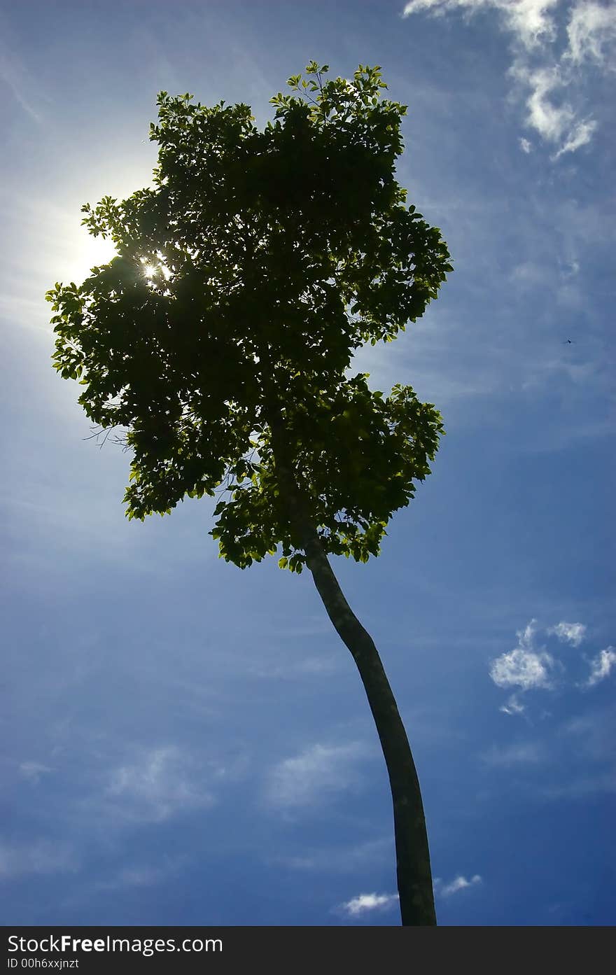 One of the remaining trees left from logging in the lowland of Palanan, Isabela, Philippines. One of the remaining trees left from logging in the lowland of Palanan, Isabela, Philippines