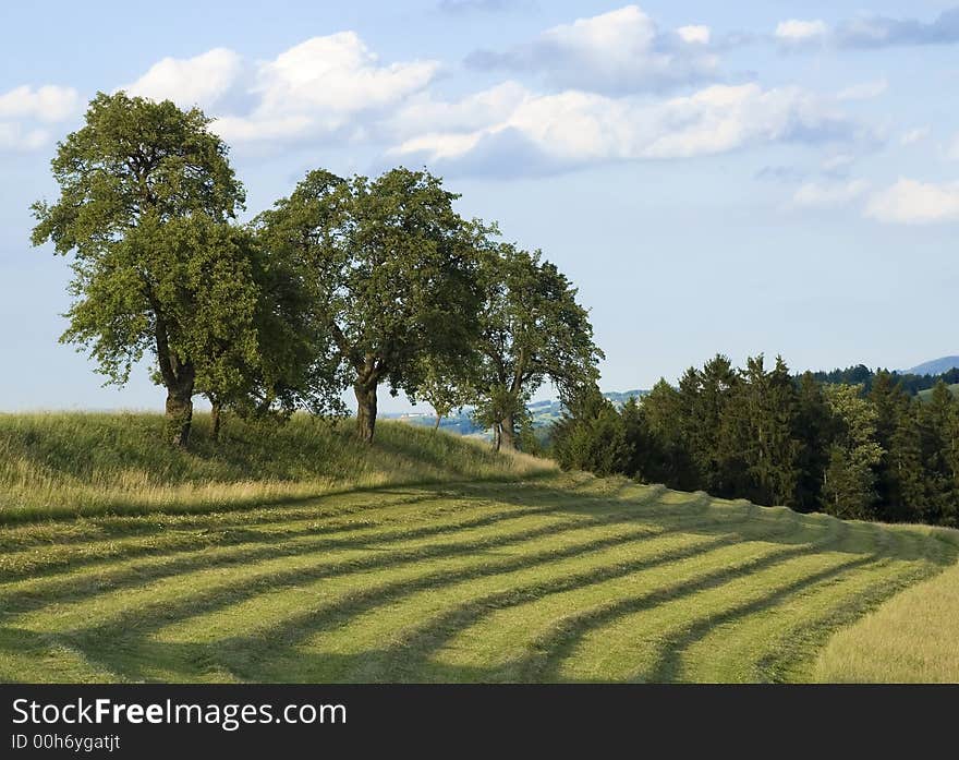 Austrian landscape with some trees and a freshly  cut field