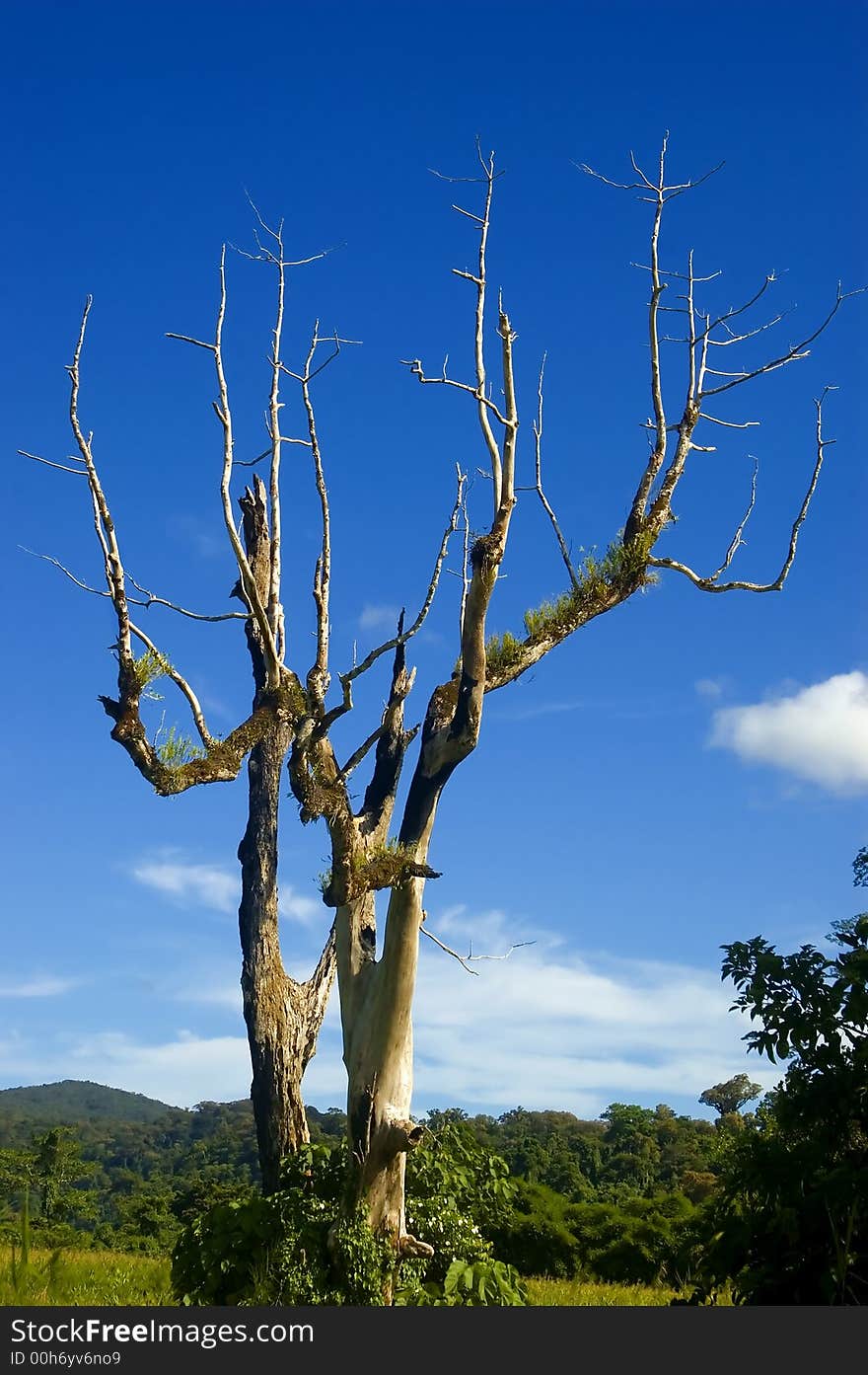 Big Tree with no leaves