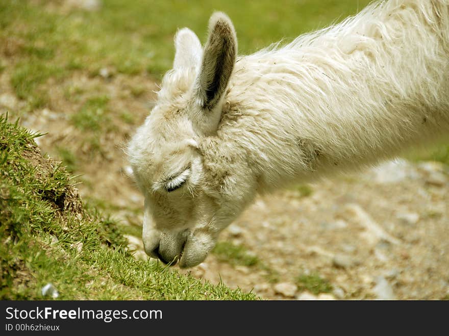 Peruvian Alpaca