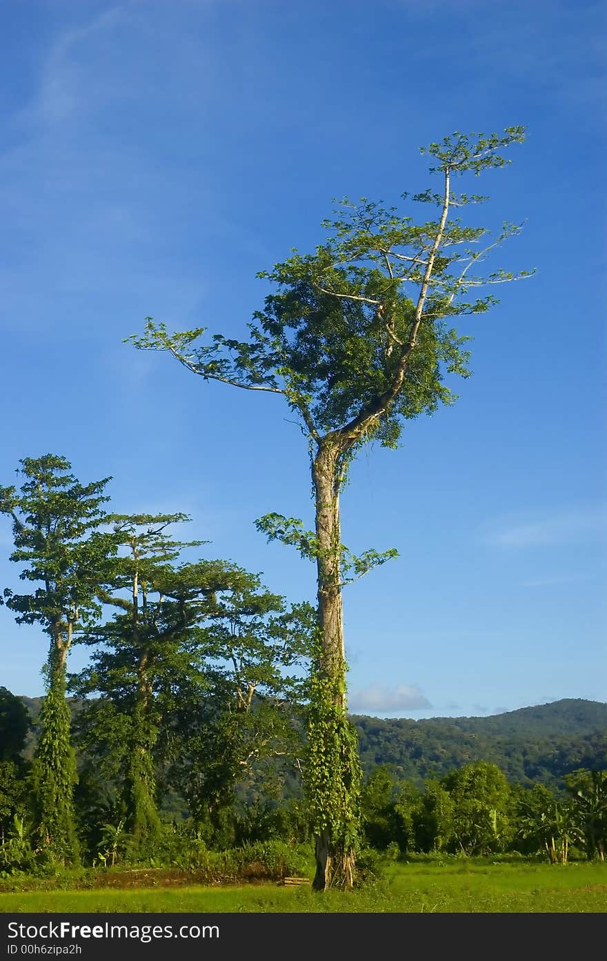 One of the remaining trees left from logging in the lowland of Palanan, Isabela, Philippines