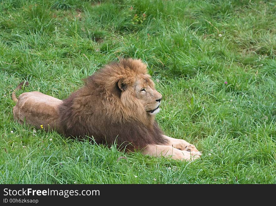 An adult lion lie down on the grass. An adult lion lie down on the grass