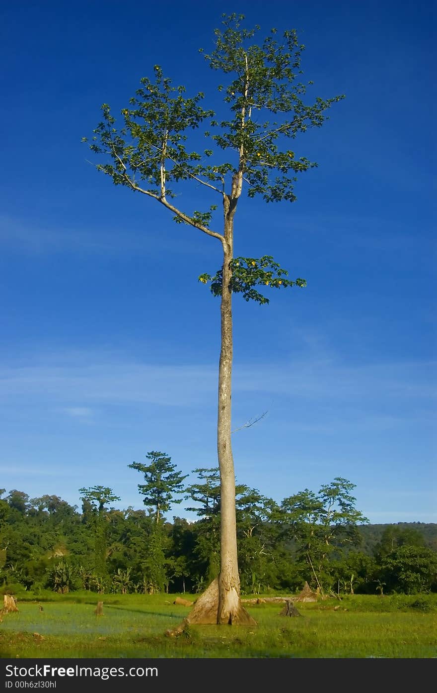 One of the remaining trees left from logging in the lowland of Palanan, Isabela, Philippines