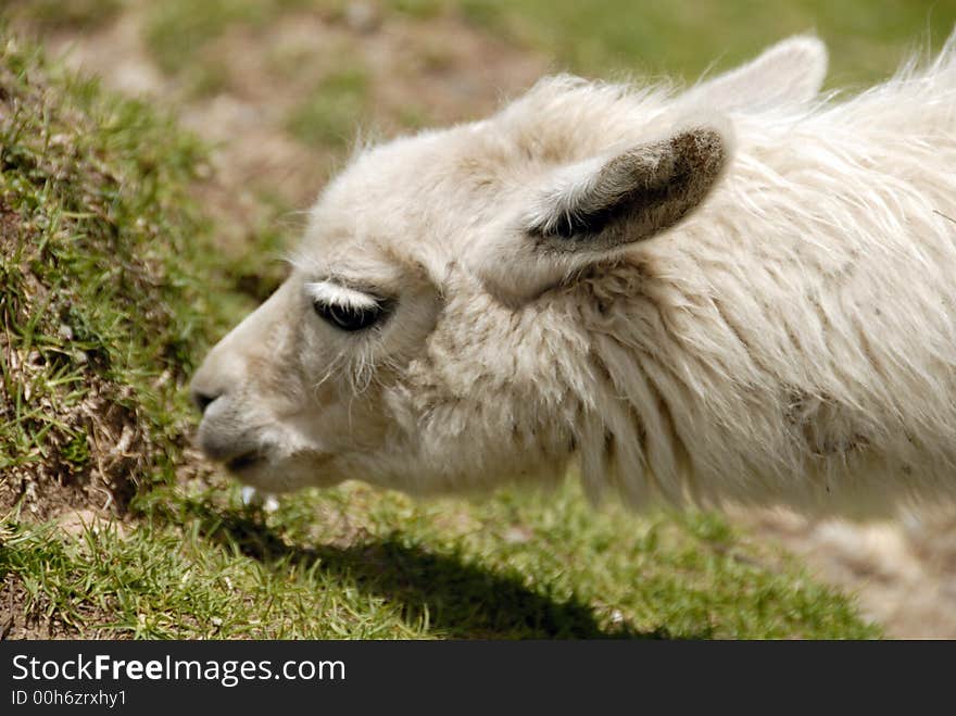 Peruvian Alpaca