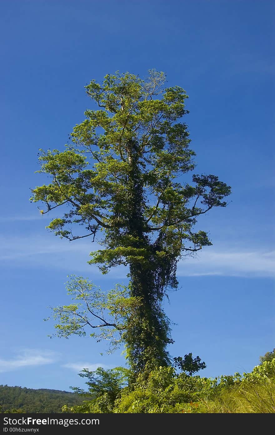 One of the remaining trees left from logging in the lowland of Palanan, Isabela, Philippines. One of the remaining trees left from logging in the lowland of Palanan, Isabela, Philippines