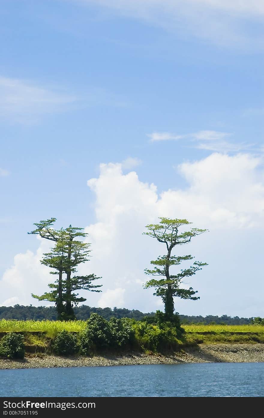 Two of the remaining trees left from logging in the lowland of Palanan, Isabela, Philippines