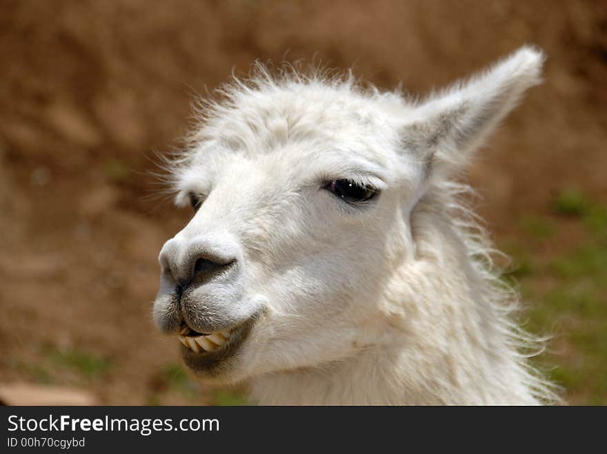 Peruvian Llama