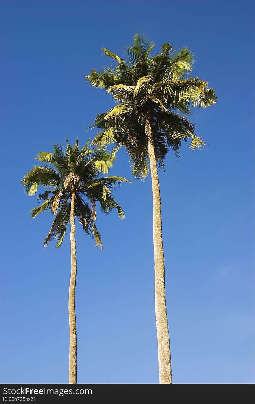 Two coconut trees in Palanan, Isabela, North of Manila, Philippines