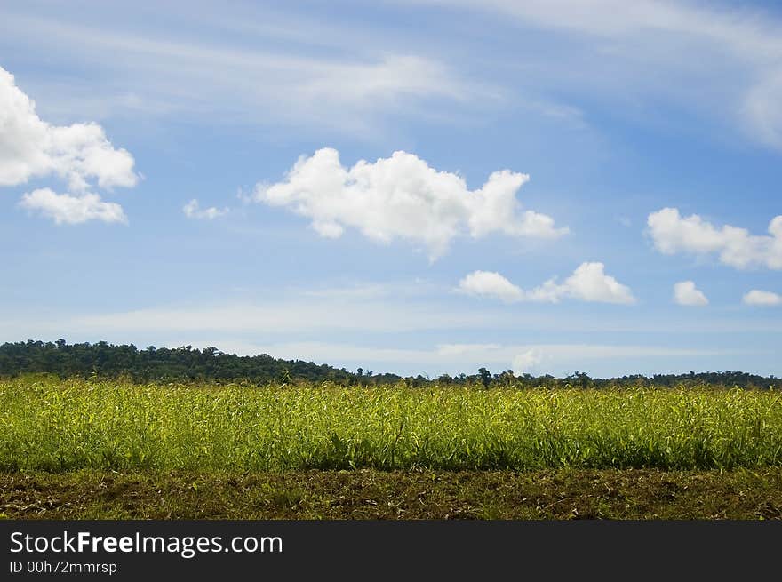 Corn Crop