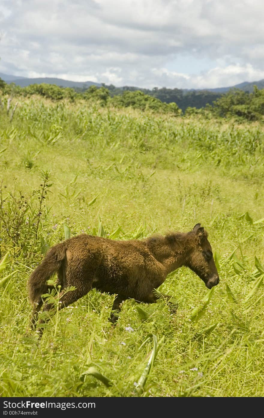 Foal