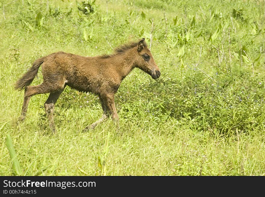 Young horse looking for its mother.  Palanan, Isabela, Philippines. Young horse looking for its mother.  Palanan, Isabela, Philippines.