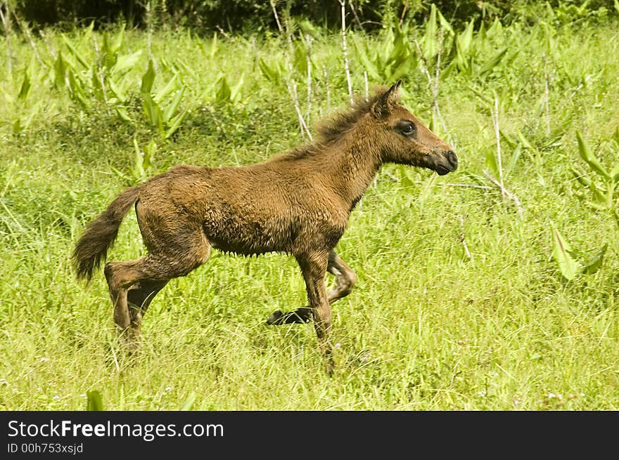 Young horse looking for its mother.  Palanan, Isabela, Philippines. Young horse looking for its mother.  Palanan, Isabela, Philippines.