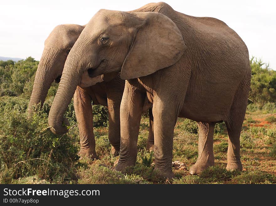 Two African Elephant cows (Loxodonta africana) graze in the Addo Elephant National Park.