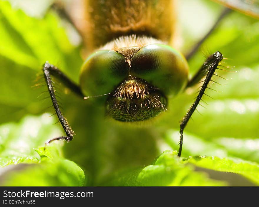 Picture of a Dragonfly close-up