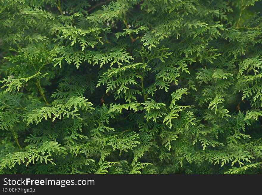 Tree Texture I.