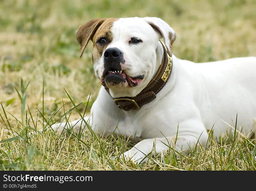 Portrait of a dog resting outdoor. Portrait of a dog resting outdoor