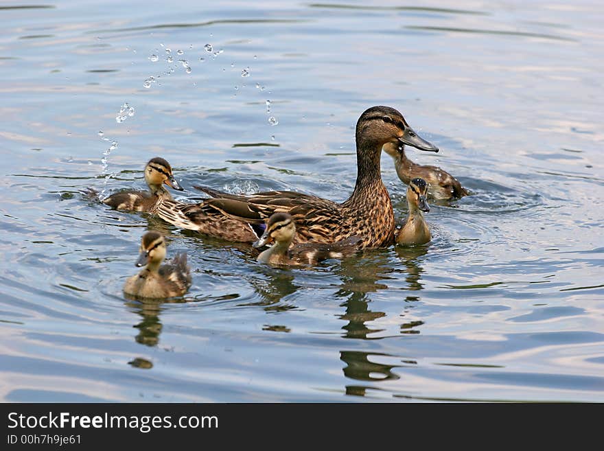 Playing in the Water