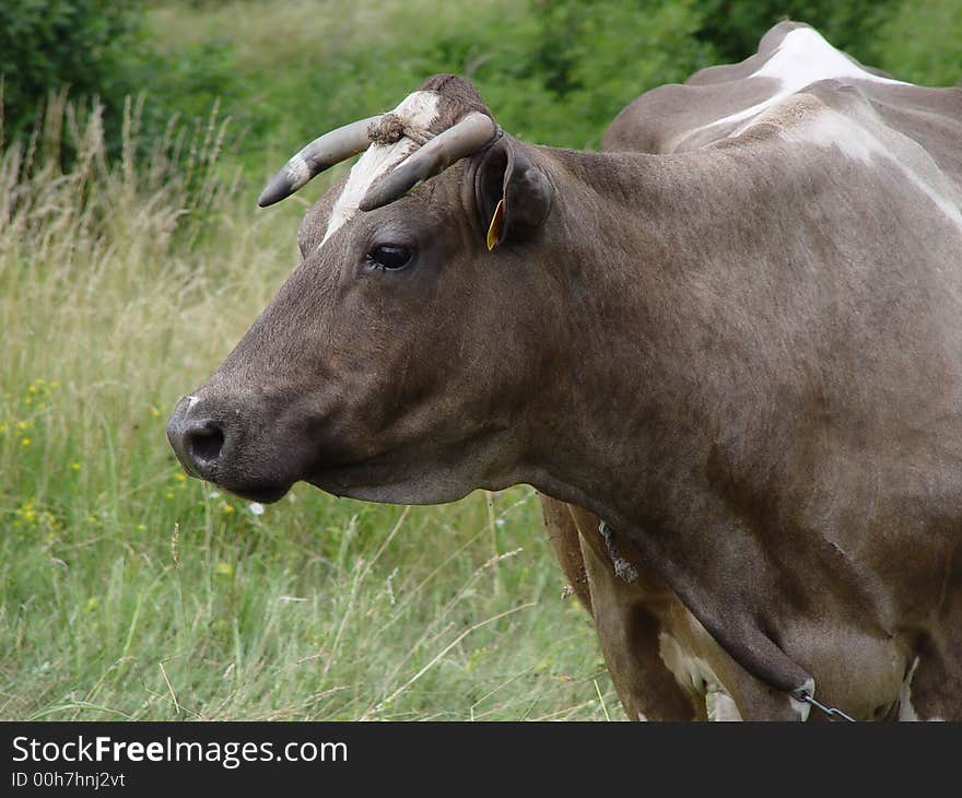 Curious dairy cows in large green pasture