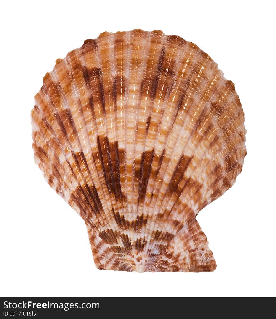 Close-up Of Sea Shell Cutout