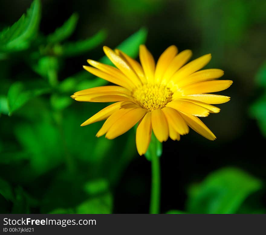 Picture of a beautiful Yellow flower