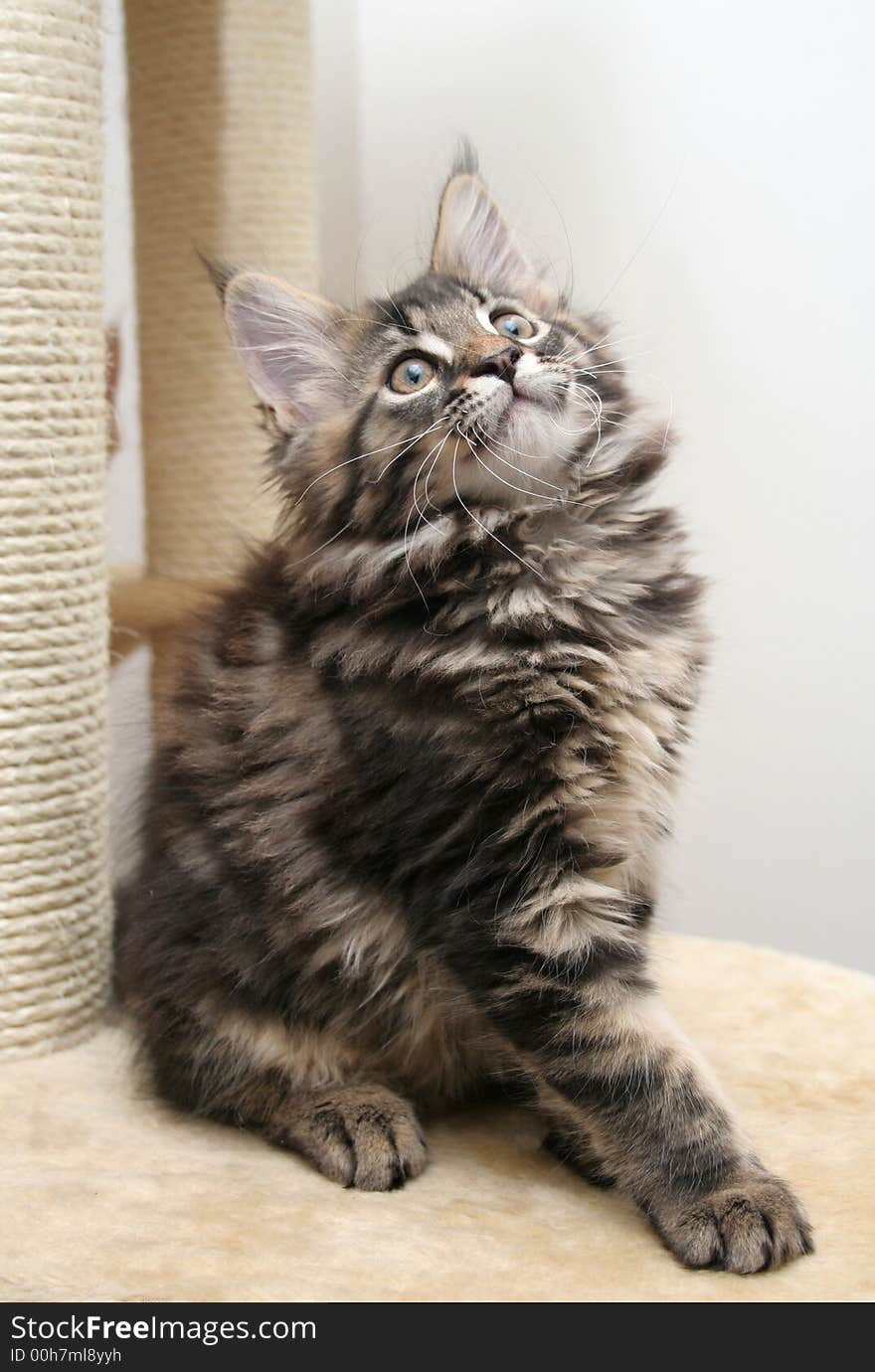 Small black kitten of Maine Coon. Small black kitten of Maine Coon