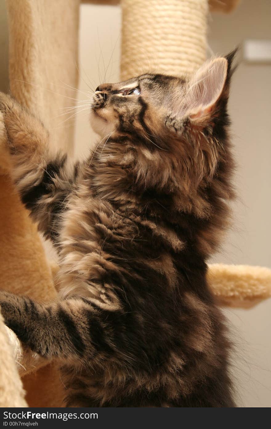 Small black kitten of Maine Coon. Small black kitten of Maine Coon