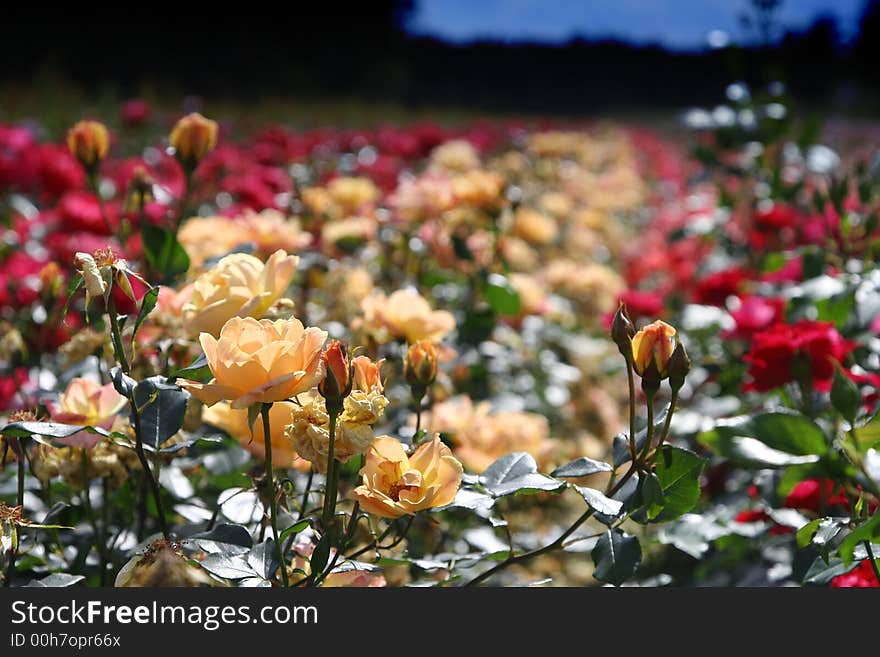 Field Of Roses