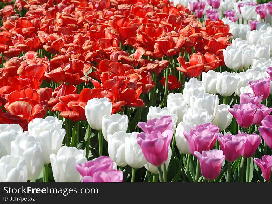 Different colored flowers in the park. Different colored flowers in the park