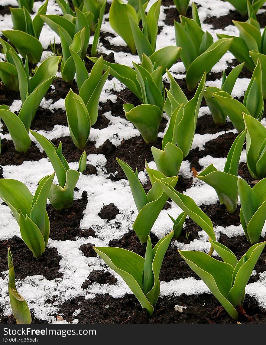 Tulip planting under the april snow. Tulip planting under the april snow