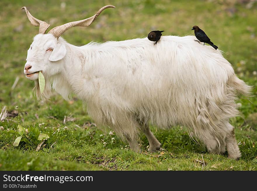 Two Birds perched on a Goat