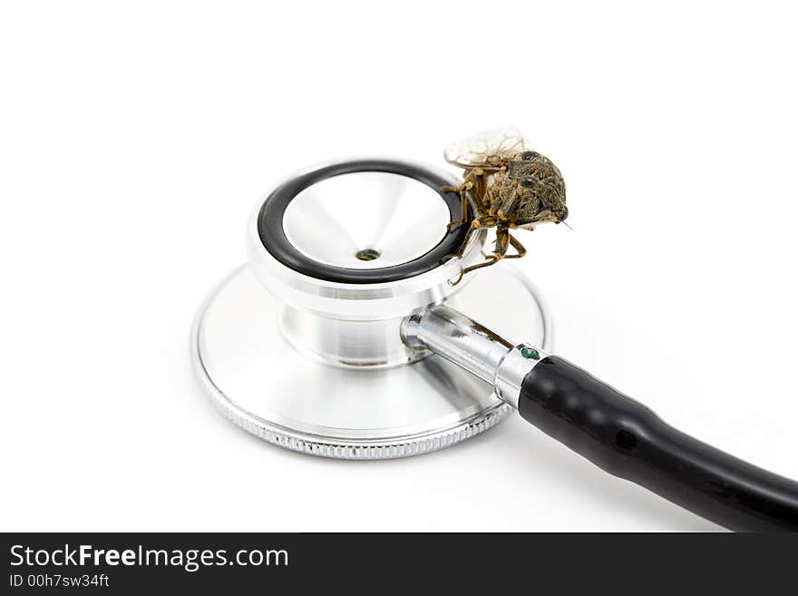 A Woodland Cicada, Platypedia species, on ta stethoscope isolated on a white background. A Woodland Cicada, Platypedia species, on ta stethoscope isolated on a white background