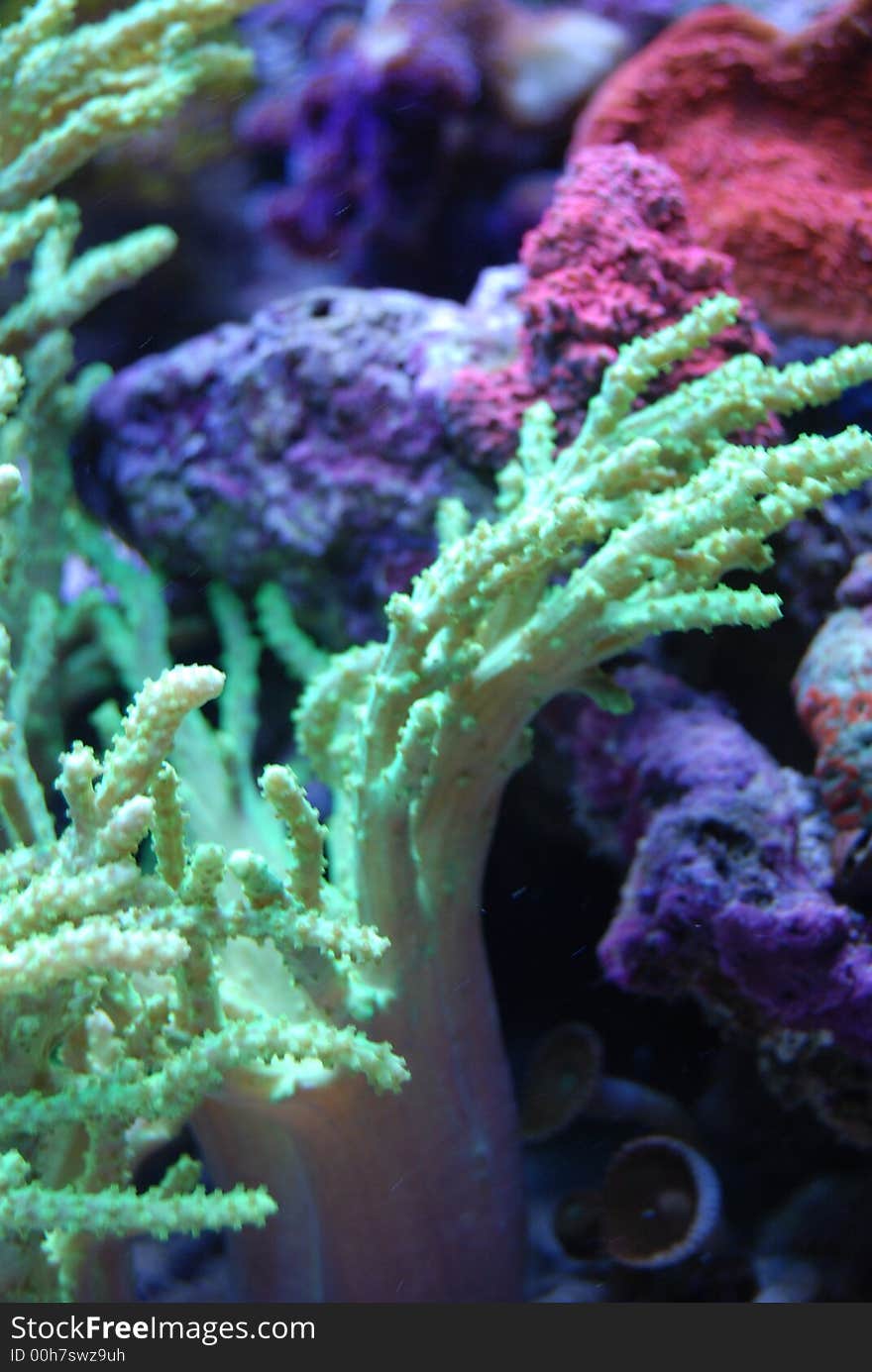 A bright green coral reef plant