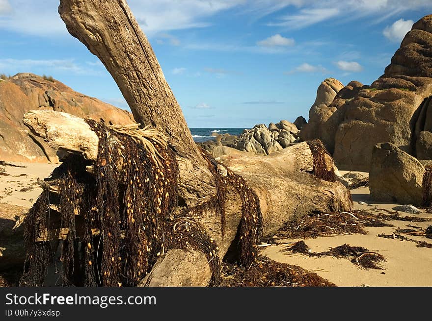 Big drift wood