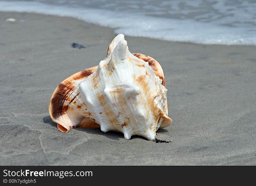 A beautiful giant sea shell at a beach