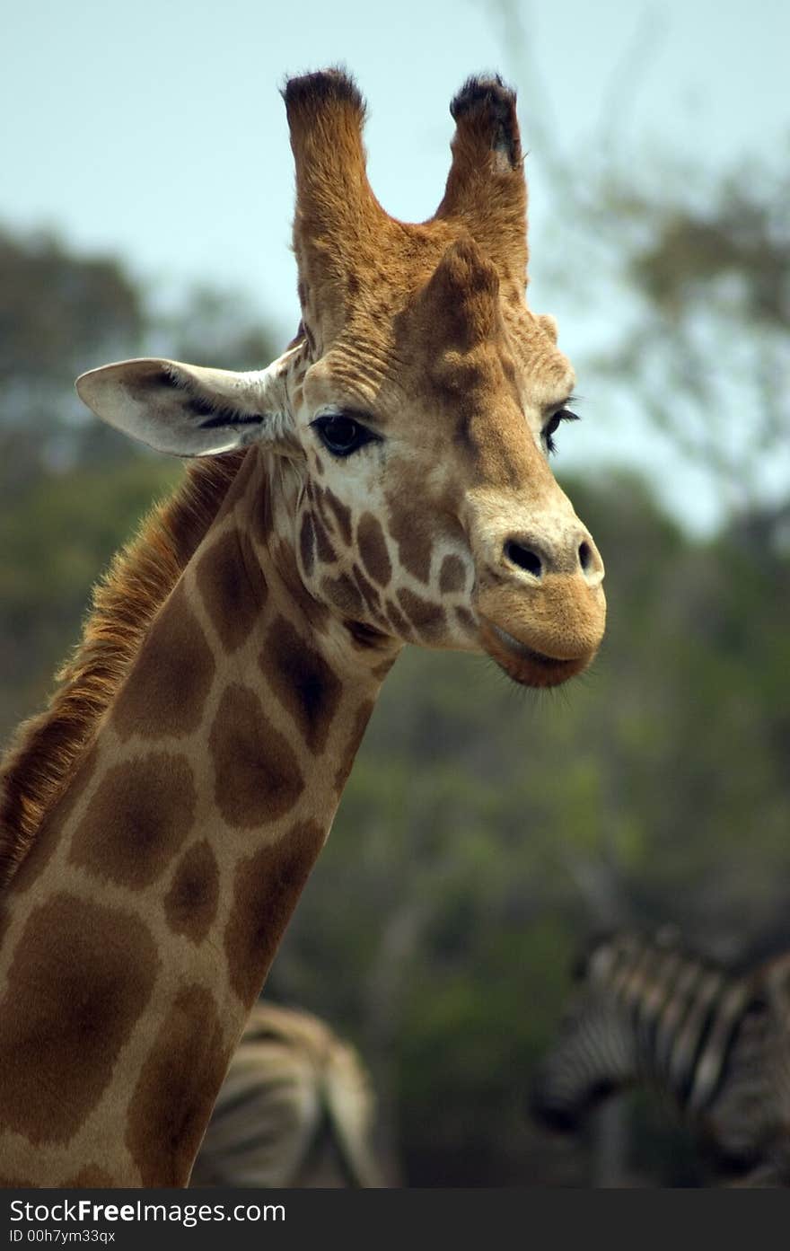 Image of a giraffe focussing on its head and upper neck