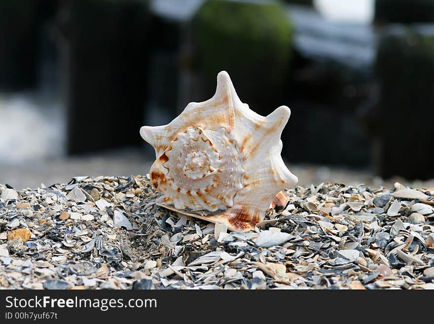 A beautiful giant sea shell at a beach