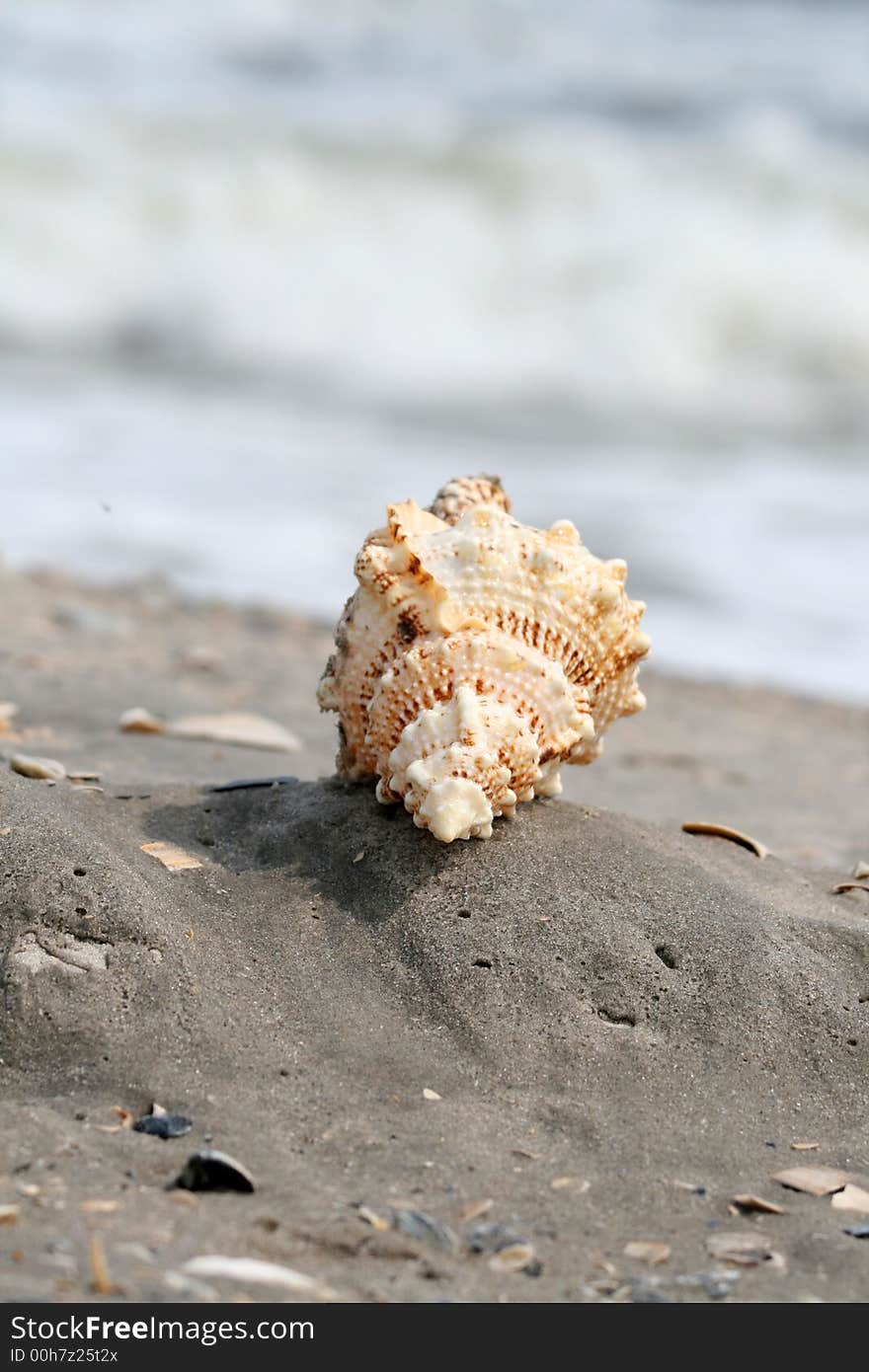 A beautiful giant sea shell at a beach