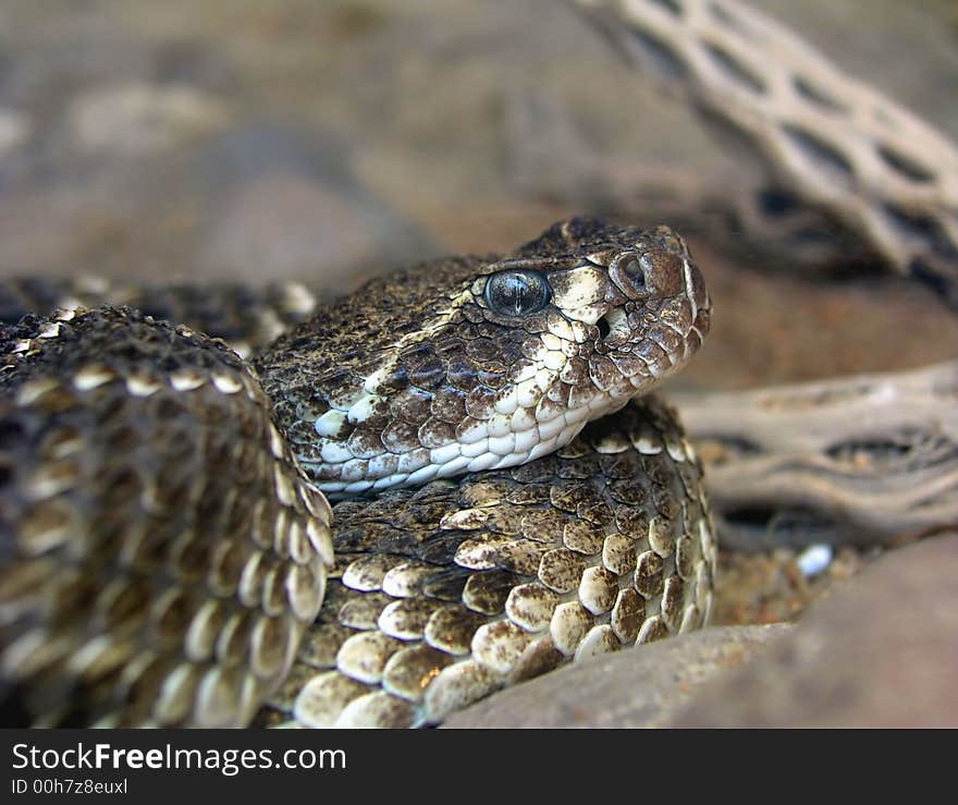 Western Rattlesnake