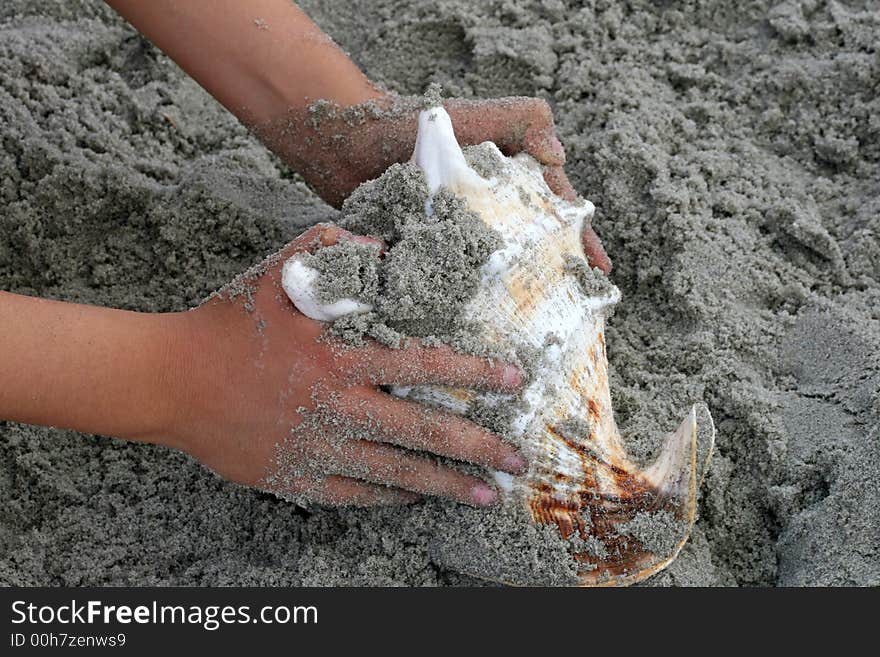 A beautiful giant sea shell at a beach