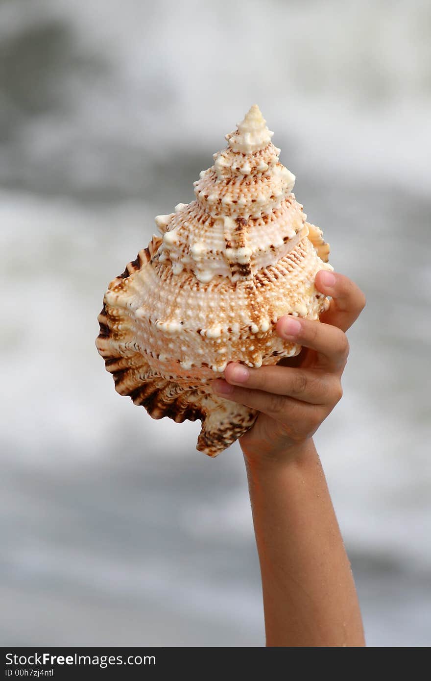 A beautiful giant sea shell at a beach