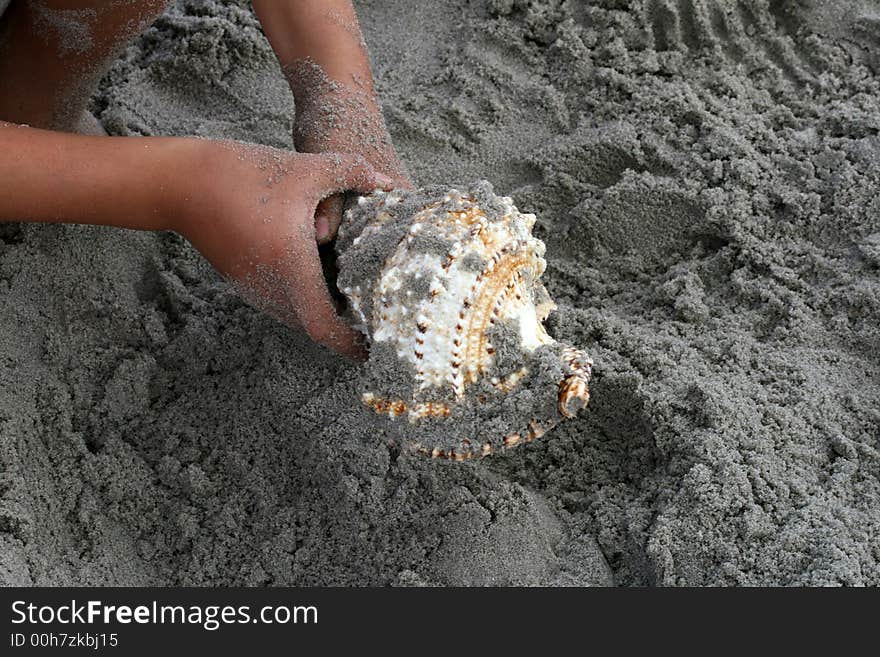 A beautiful giant sea shell at a beach