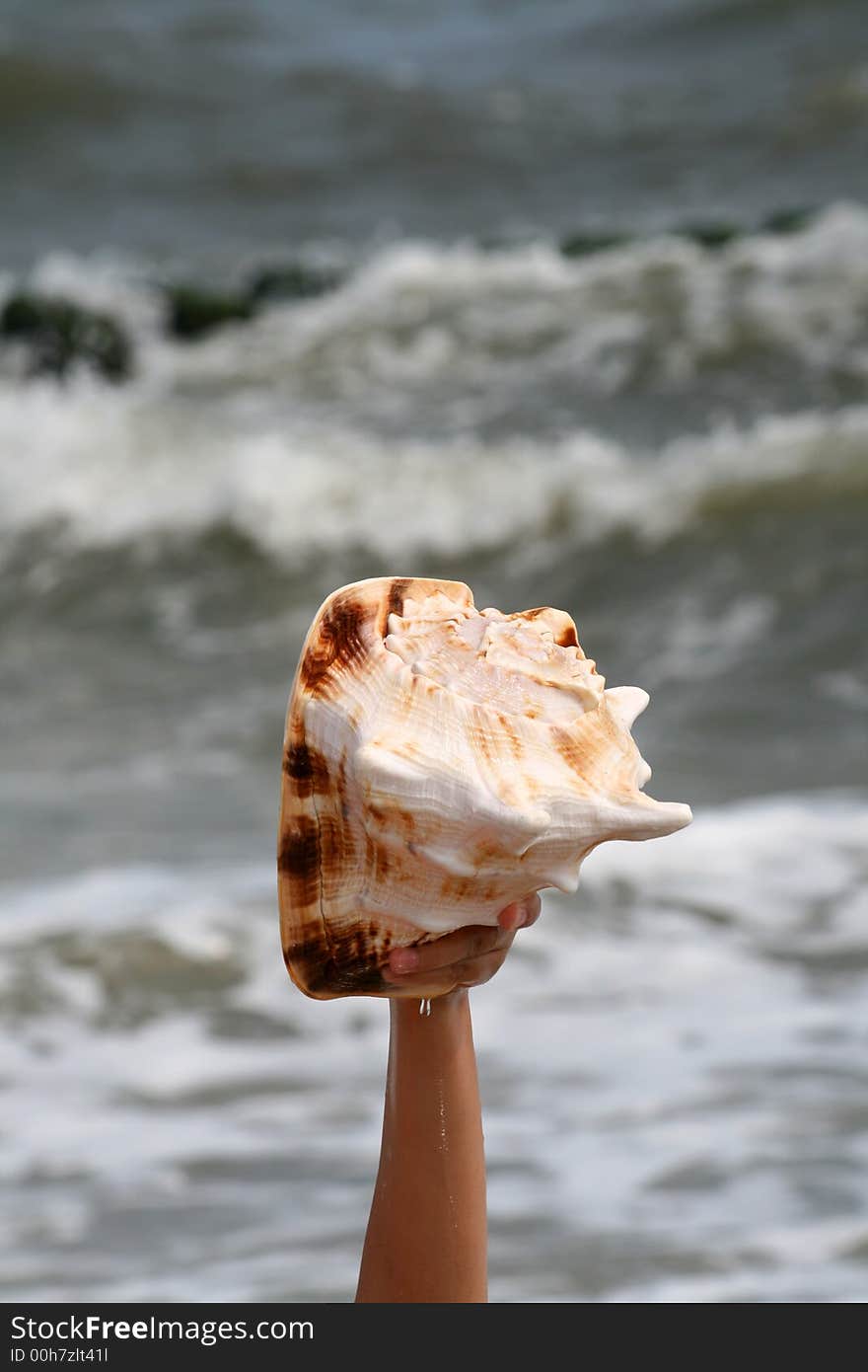 A beautiful giant sea shell at a beach